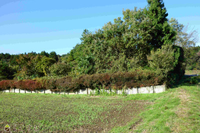 detached 新道字一本松